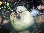 Муравьи там с кулак